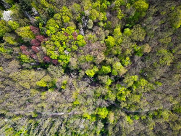 istock Aerial view of forest with dense trees 1505525393