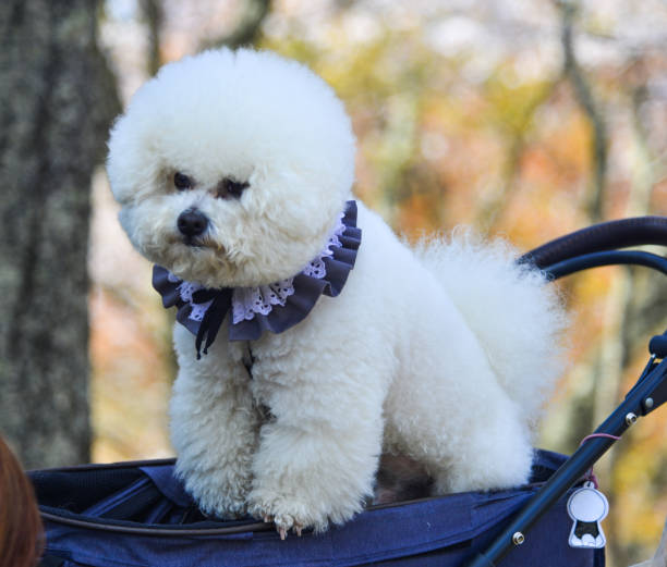 istock A white Poodle dog playing at the park 1505525926