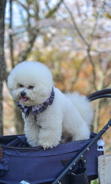 istock A white Poodle dog playing at the park 1505525928