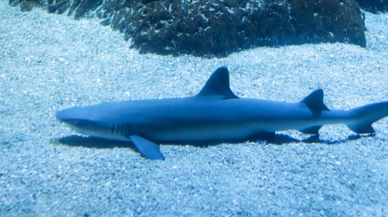 Whitetip reef shark or Triaenodon Obesus lives around the coral reefs, preferred depth range, and relativity slow swimmers.