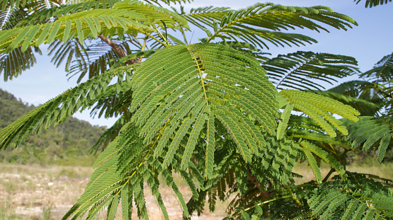 Royal poinciana or Delonix regia or Poinciana regia plant branch green leaves.
