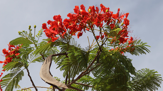 Royal poinciana or Delonix regia or Poinciana regia plant red flower blooming.