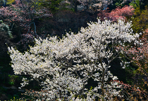 Beautiful cherry flowers at sunny day in Yoshino Park, Japan. Yoshino is a very popular spot for Hanami during cherry blossom season.