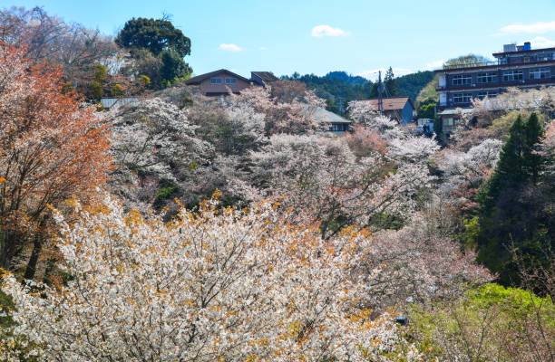 istock Cherry blossom in Yoshino Park, Japan 1505534314