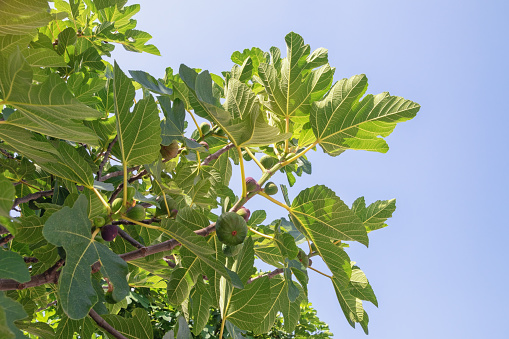 Branches of  fig tree ( Ficus carica ) with leaves and fruit against sky on sunny day