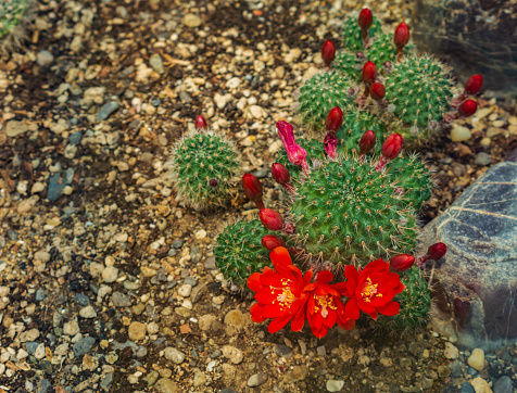 Tiny little beautiful bright hot purple pink flowers of Rebutia cactus, a small pot plant blooming in spring and summer, top flat view.