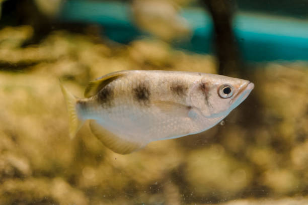 istock Toxotes chatareus, sometimes known by the common names common archerfish 1505560087