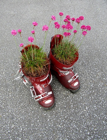 Thrift, False Sea Pink or Armeria maritima flower growing in pots made from red ski boots.