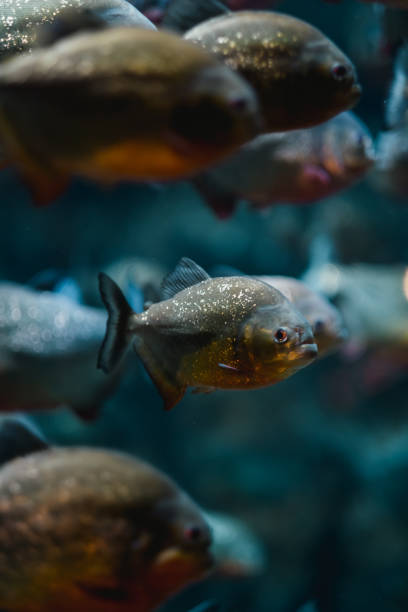 istock Red-bellied piranha Pygocentrus nattereri 1505560766