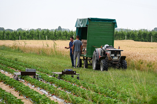 Korschenbroich, Germany, June 29, 2023 - A Massey Ferguson 374 V narrow-track tractor harvesting strawberries in the Lower Rhine region of Germany