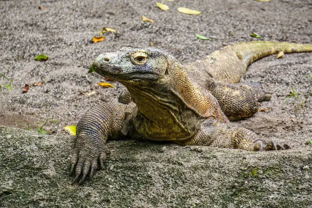 Photo of Komodo Dragon in the zoo