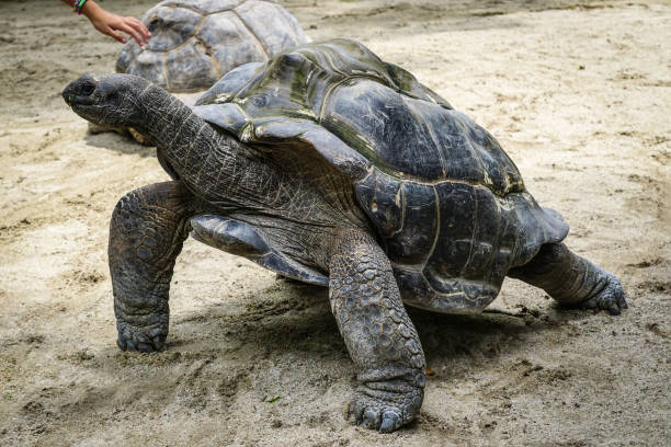 istock Giant ivory turtle on the lawn 1505561593
