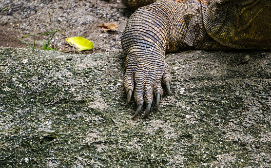 Komodo Dragon - the biggest lizart in the world staying on the ground and looking on camera.
