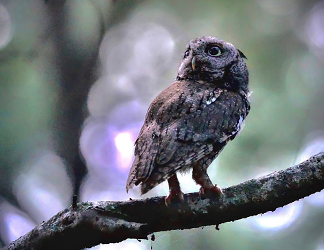 An Eastern Screech Owl comes alive at dusk to begin its hunt.