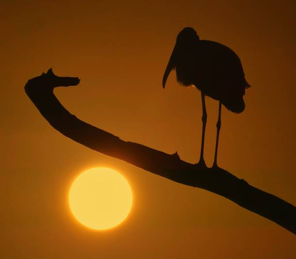 istock Wood Stork Sunset 1505561958