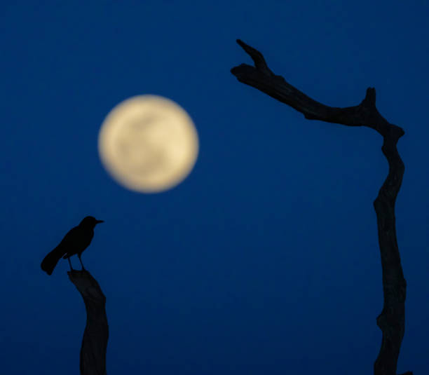 istock Boat-tailed Grackle with Flower Full Moon 1505561984