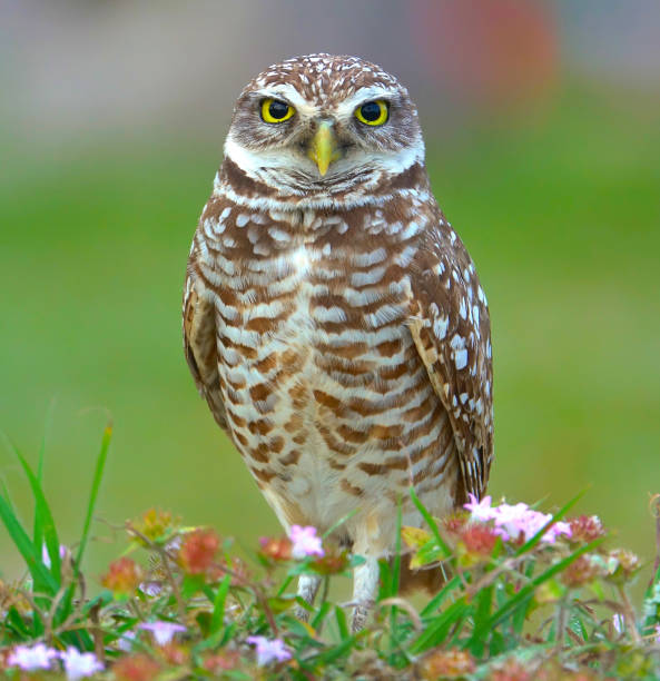 Burrowing Owl A Burrowing Owl stars me down. burrowing owl stock pictures, royalty-free photos & images