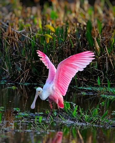 A Roseate Spoonbill displays its beautiful colors just before takeoff!