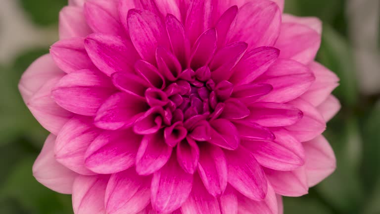 4K Time Lapse of blooming pink Dahlia flower