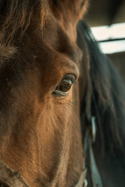istock Close-up of brown horse 1505563601