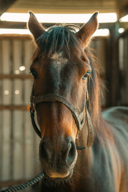 istock Close-up of brown horse 1505563610