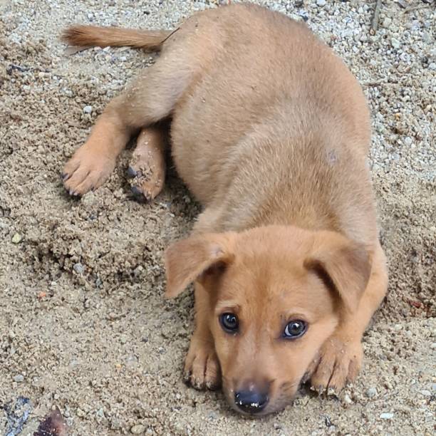 istock pity abandoned puppy lay on the ground 1505569477