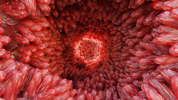 microvilli surface of digestive system, Intestinal villi with bacteria and viruses. Microscopic villi, capillaries for digestion and absorption of food. Human intestine. H. pylori, 3d render