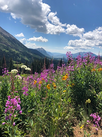 Colorful Flowers in a mountain valley