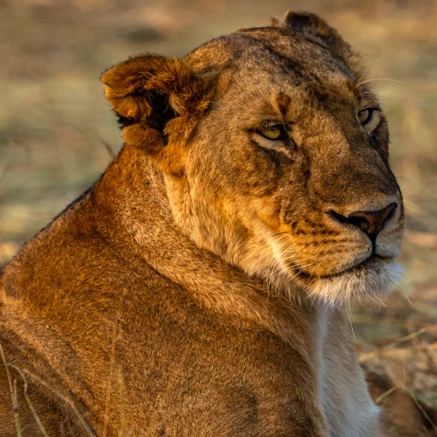 istock Lioness resting in Wildlife. Portrait. 1505583445