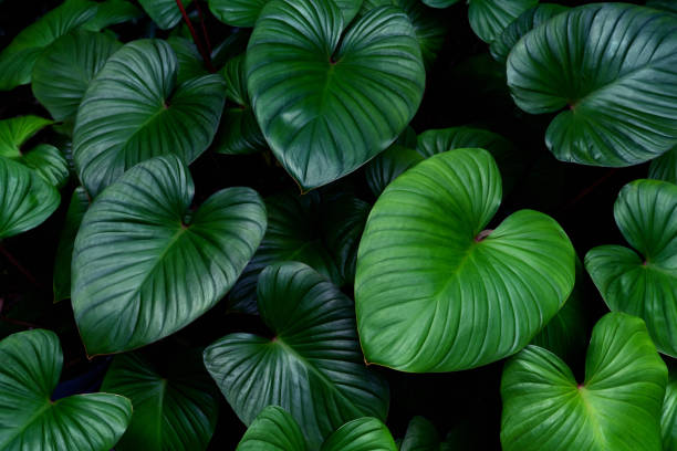 istock Green leaves pattern for nature concept,leaf homalomena rubescens tree textured background 1505584554