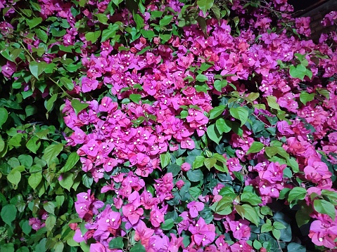 A closeup of bush with blooming pink flowers