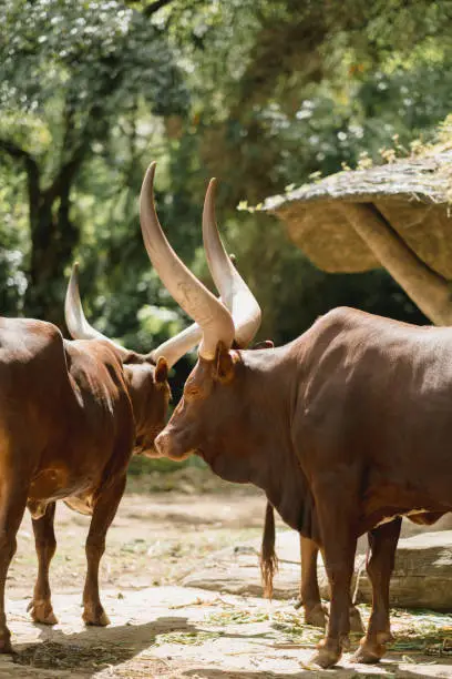 The Portrait of Ankole-Watusi is a modern American breed of domestic cattle in zoo