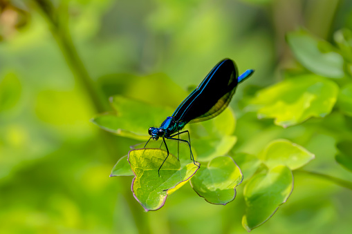 The ebony jewelwing (Calopteryx maculata) - male. Known as black-winged damselfly. Species of broad-winged damselfly.