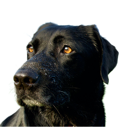Beautiful head of a black labrador dog looking away with its beautiful deep look and brown eyes on a white background. This dog has dewdrops on his snout.