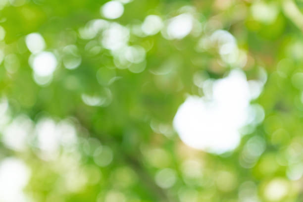 istock natural green bokeh abstract background,blurred textured 1505590994