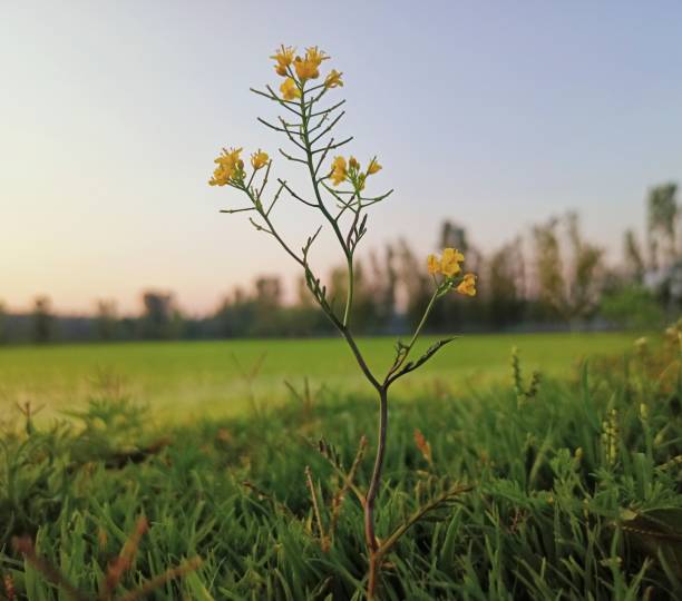 Sisymbrium loeselii Plant , yellow flower