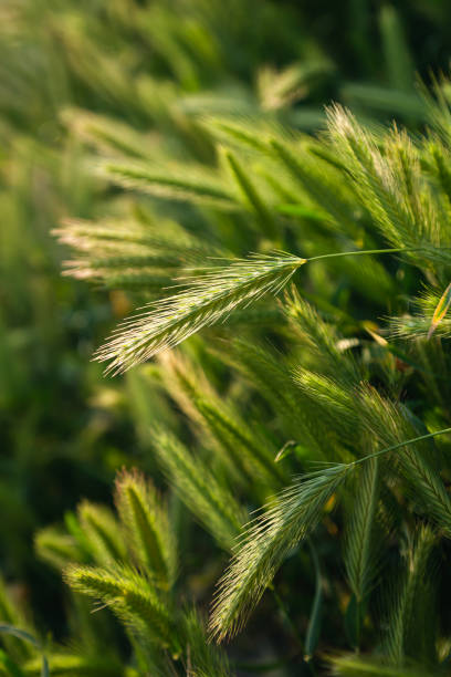istock Green spikelets of wheat scatter with a blurred background. 1505591481
