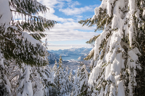 Landscape view of freshly fallen snow on pine trees framing view overlooking mountains and lake in the distance. Located on Paul Ridge, Squamish, British Columbia, Canada north of Vancouver.