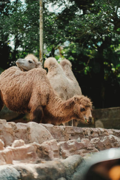 istock a portrait of The Bactrian camel, also known as the Mongolian camel 1505591954