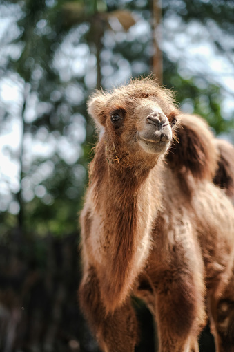 a portrait of The Bactrian camel, also known as the Mongolian camel
