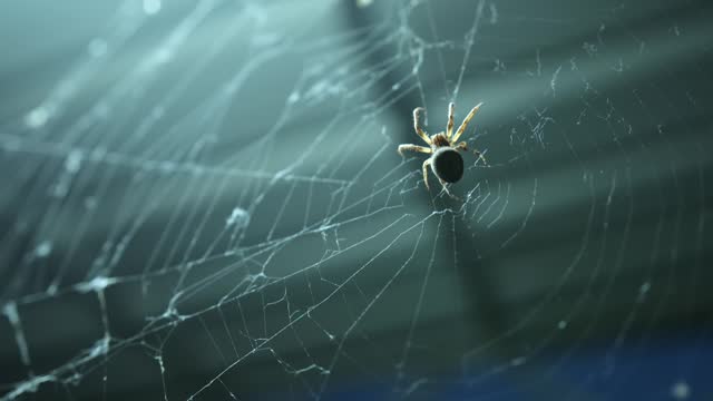 Spider sits on cobweb shimmering in the sun close-up.
