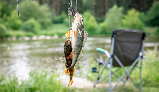 Perch on fishing-rod on a blurred lake background. wild fishing concept.
