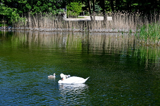 A view of a big white swan swimming through a vast yet shallow pond, river, or lake together with small duckings or swans seen next to a coast covered with reeds, herbs, and other flora in summer