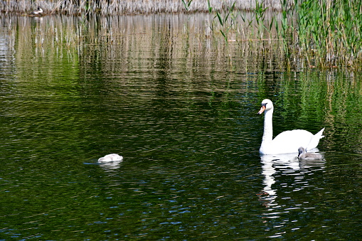 A view of a big white swan swimming through a vast yet shallow pond, river, or lake together with small duckings or swans seen next to a coast covered with reeds, herbs, and other flora in summer