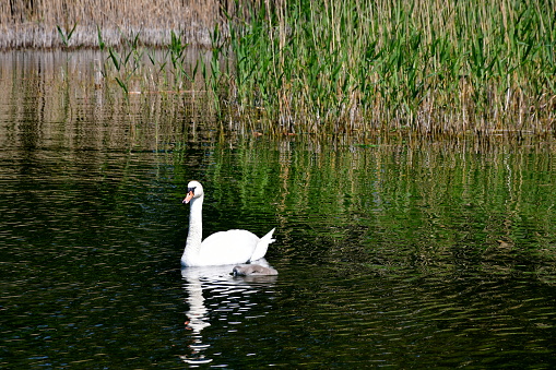 A view of a big white swan swimming through a vast yet shallow pond, river, or lake together with small duckings or swans seen next to a coast covered with reeds, herbs, and other flora in summer