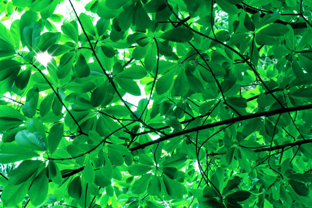 istock Green leaves pattern for summer or spring season concept 1505595320