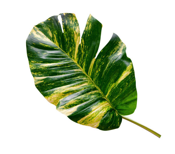 istock green leaves pattern of Epipremnum aureum foliage isolated on white background,leaf exotic tropical,include clipping path,Devil's ivy, Golden pothos,include clipping path 1505595708