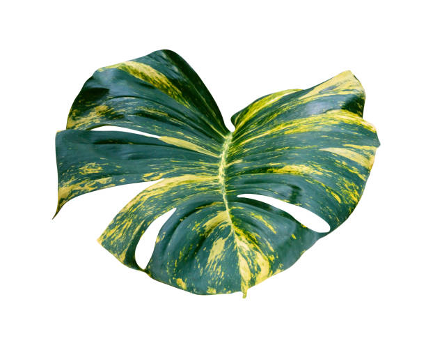 istock green leaves pattern of Epipremnum aureum foliage isolated on white background,leaf exotic tropical,include clipping path,Devil's ivy, Golden pothos 1505597181