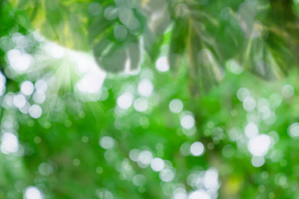 istock Blur green leaves pattern for summer or spring season concept,leaf with bokeh textured background 1505597332