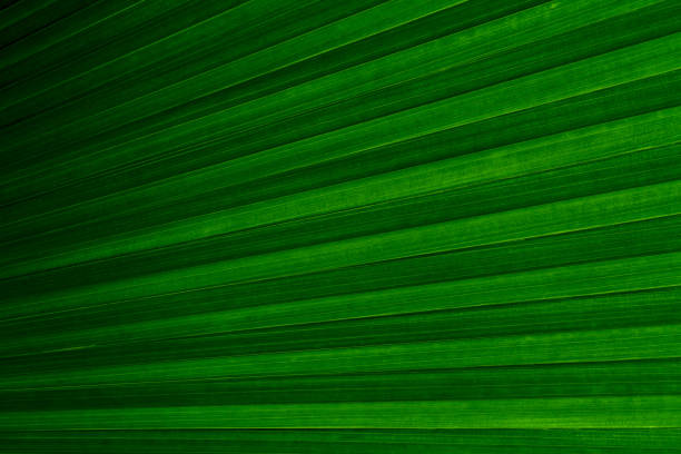 Green leaves texture,tropical leaf for nature background,leaf palm foliage tree